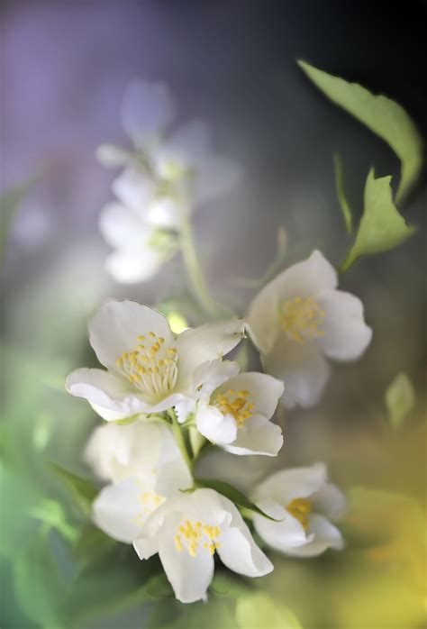 茉莉花圖片|超过 700 张关于“茉莉花”和“茉莉”的免费图片